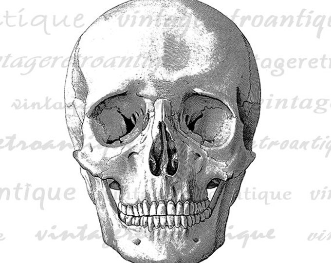 Skull Digital Image Skull Graphic Printable Skull Illustration Human Skeleton Halloween Image Download Artwork Jpg Png Eps HQ 300dpi No.2218