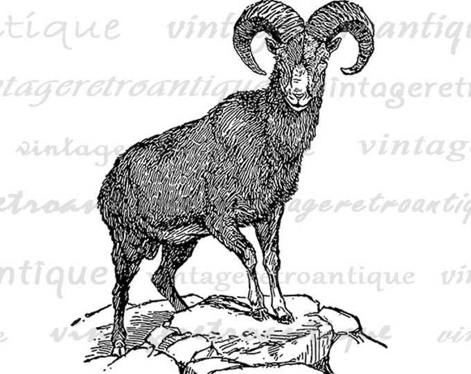 Digital Graphic Bighorn Sheep Ram Printable Illustration Image Download Vintage Clip Art Jpg Png Eps HQ 300dpi No.3207