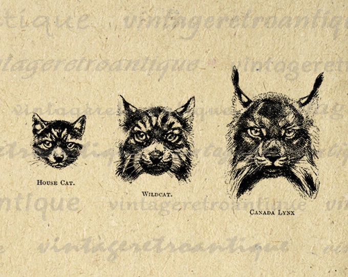 Digital Printable Cats Download Head Face Graphic Wild Cats Image Vintage Clip Art Jpg Png Eps HQ 300dpi No.1000