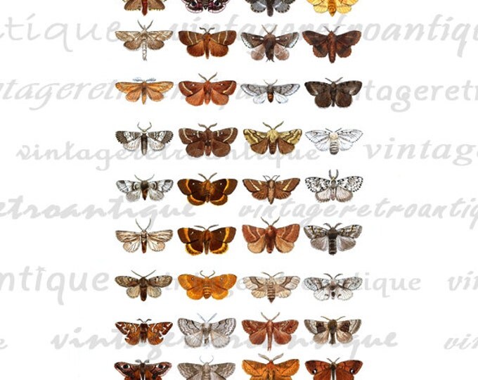 Colorful Moth Illustration Collage Sheet Graphic Image Printable Butterfly Digital Download Vintage Clip Art HQ 300dpi No.3903