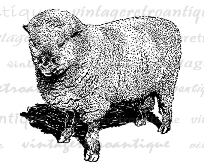 Digital Printable Shropshire Ram Sheep Image Cute Animal Graphic Download Vintage Clip Art Jpg Png Eps HQ 300dpi No.3557