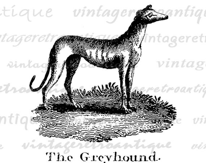 Digital Antique Greyhound Illustration Graphic Download Dog Image Printable Vintage Clip Art Jpg Png Eps HQ 300dpi No.918