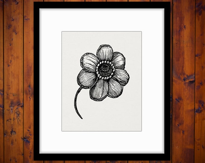 Printable Image Ranunculus Flower Digital Download Graphic Illustration Vintage Clip Art Jpg Png Eps HQ 300dpi No.2794