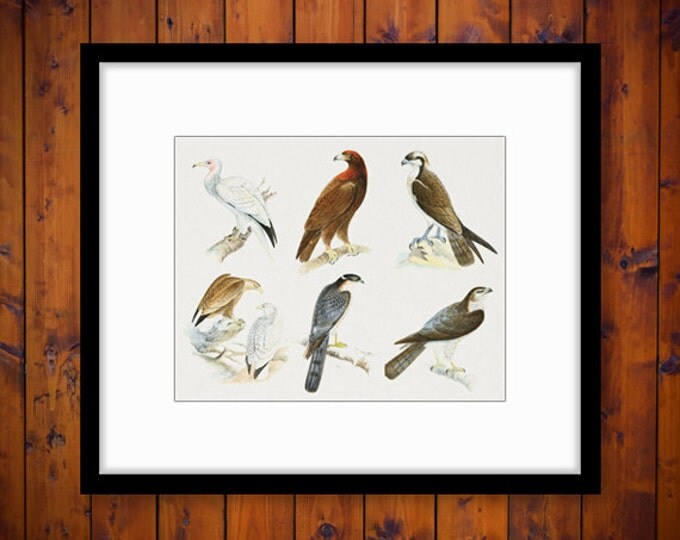 Printable Graphic Assorted Birds Image Color Collage Sheet Digital Download Antique Clip Art for Transfers HQ 300dpi No.440