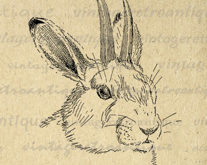 Digital Printable Jackolope Graphic Rabbit Image Bunny Download Vintage Clip Art for Transfers Printing etc HQ 300dpi No.1106