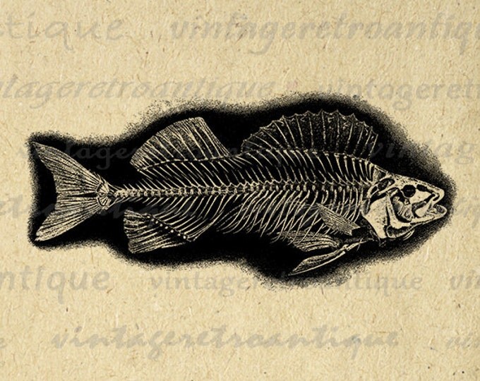 Printable Image Fish Skeleton Digital Graphic Download Illustration Jpg Png Eps HQ 300dpi No.2101