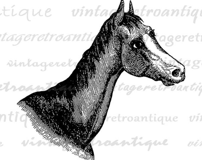 Digital Printable Horse Head Graphic Download Illustration Image Antique Clip Art Jpg Png Eps HQ 300dpi No.2305