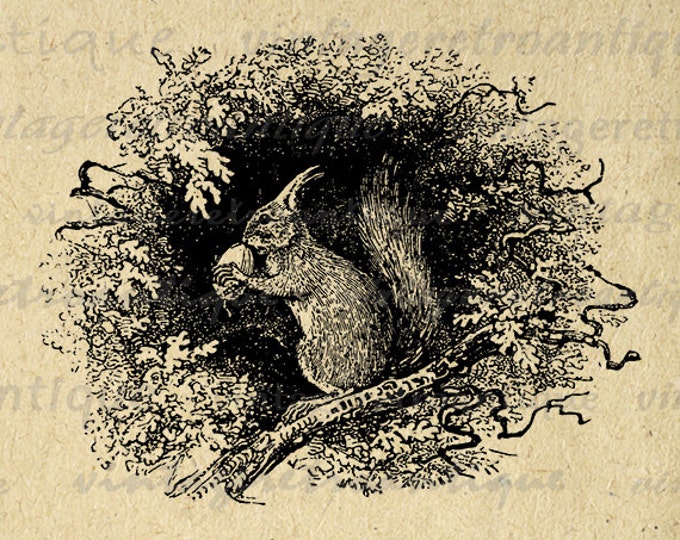 Printable Image Squirrel with Acorn Digital Download Illustration Graphic Vintage Clip Art for Transfers Printing etc HQ 300dpi No.2701