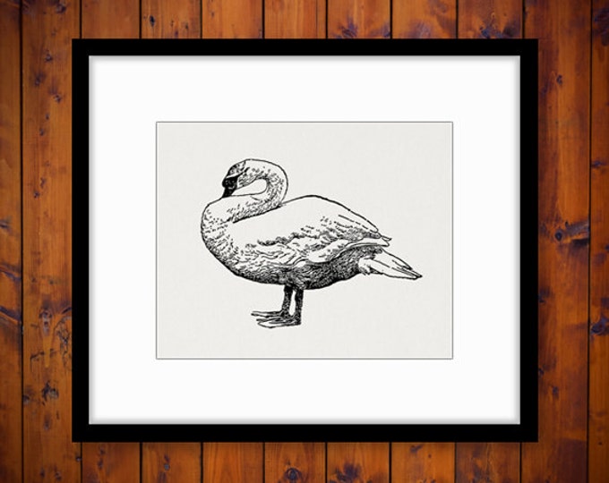 Printable Swan Bird Graphic Download Illustration Image Digital Antique Clip Art Jpg Png Eps HQ 300dpi No.3235