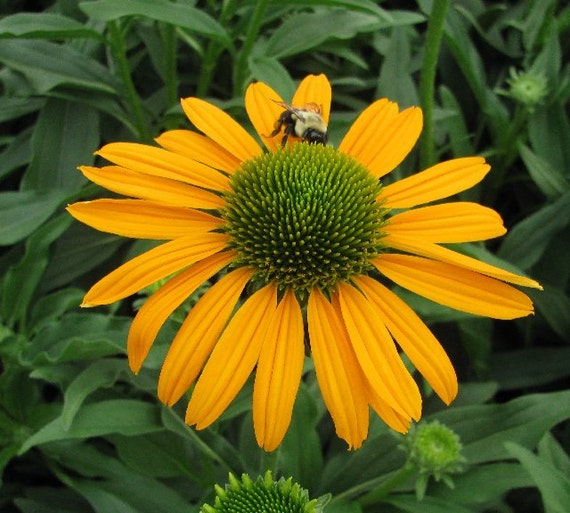 echinacea purpurea seeds now cheesier coneflower deer resistant 15 seeds from theseedhouse echinacea purpurea seeds now cheesier coneflower deer resistant 15 seeds from theseedhouse