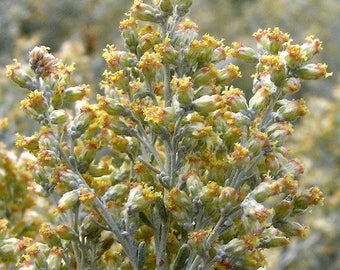 Image result for sagebrush yellow flowers