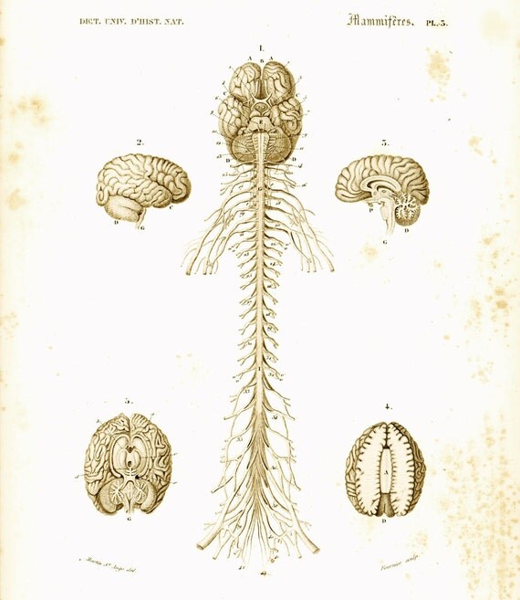 1861 Antique Brain Print imagery Central nervous system by