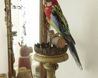 Beautiful old BIRD, real taxidermy, 60s, wall hanging....CHARMANT!