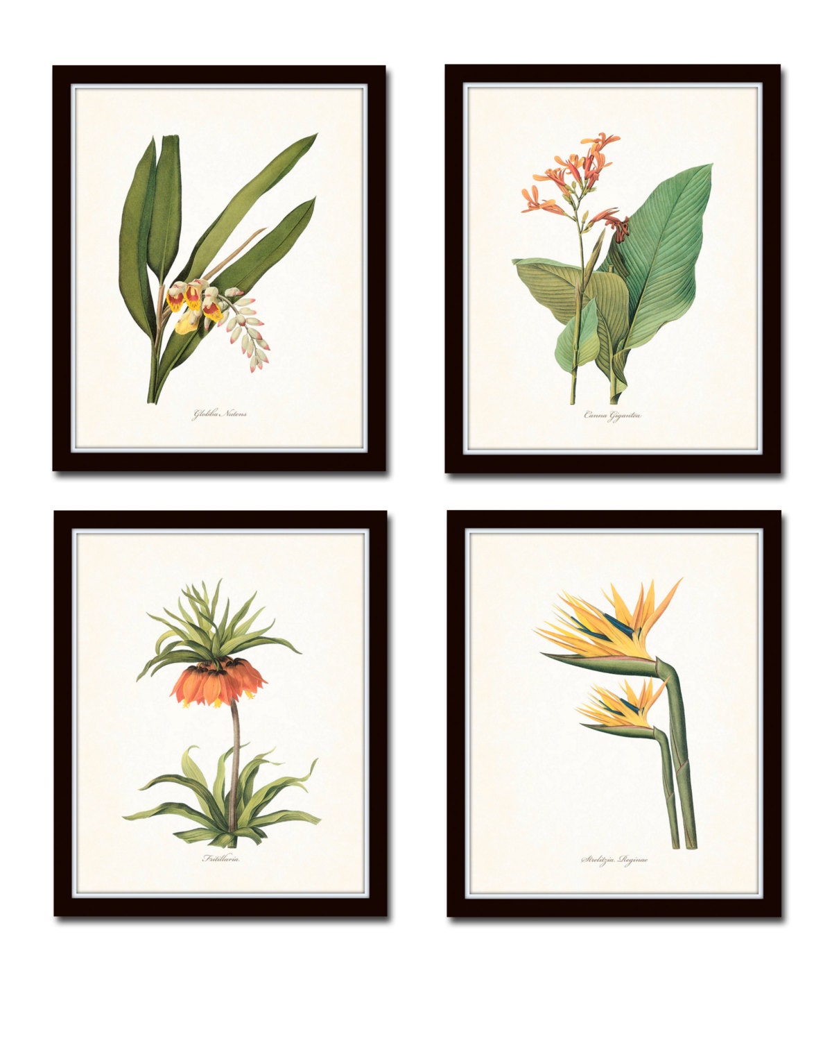 Tropical Botanicals Print Set No. 5 Giclee Art Prints