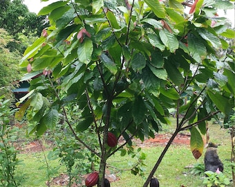 8-12" Cacao Theobroma Cocoa Chocolate Tree Plant Seedling FROM HAWAII