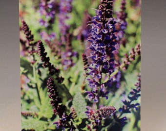 Lavender on Brushed Aluminum