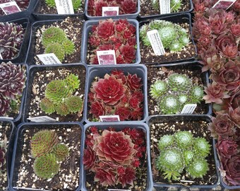 Hens and chicks , cobweb, sempervivum arachnoideum, fairy garden,live succulents cobwebbed, fairy, cobweb, houseleek,Succulents, 5 for 25.00