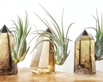 Tillandsia Air Plant and Smokey Citrine Crystal Tower