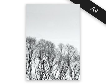 Trees - art print/photo print A4
