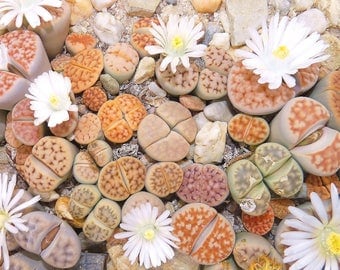 Lithops seeds mix (Living stones) / 50 seeds