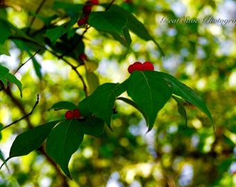 Cherry on a Leaf, Photography, Home Decor