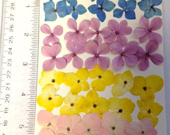 Item #JHFLP128 - SMALL Real pressed flowers-jewelry making - 40 hydrangeas, 48 white pear flowers + 40 tiny leaves + fern - 128 PIECES