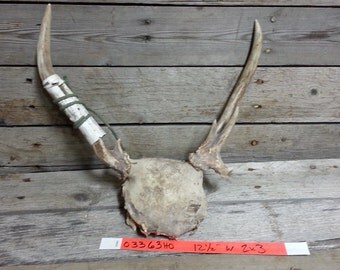 Small Set of Taxidermy Quality Whitetail Deer Antlers - Lot No. 03363HO