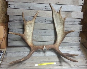Matched Pair of Fresh Shed Moose Antler - Lot No. 24749Y