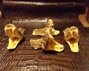 1 real animal taxidermy rattle snake head mount reptile part fang teeth diamond back