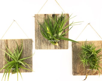 Set of Three LARGE FORM Air Plant and Barn Wood Grab Bag airplants
