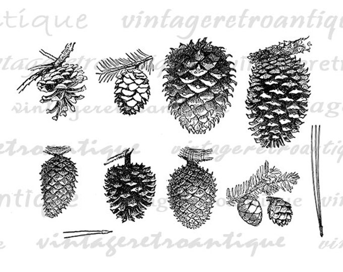 Printable Pinecones Digital Image Pine Cone Graphic Tree Pinecone Clipart Collage Sheet Download Artwork Antique Clip Art HQ 300dpi No.1048