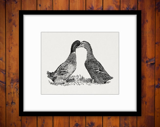 Printable Two Ducks Graphic Image Bird Illustration Digital Download Vintage Clip Art Jpg Png Eps HQ 300dpi No.3096