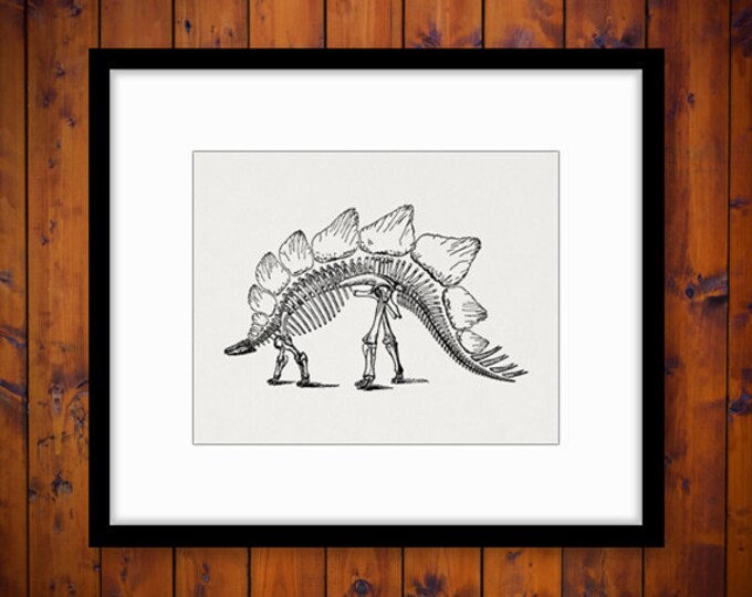 Stegosaurus Dinosaur Skeleton Digital Image Download Printable Graphic Vintage Clip Art Jpg Png Eps HQ No.2739