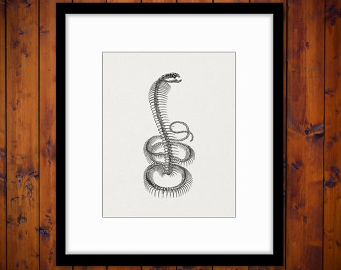 Digital Image Snake Skeleton Graphic Download Printable Illustration Vintage Clip Art Jpg Png Eps HQ 300dpi No.2226