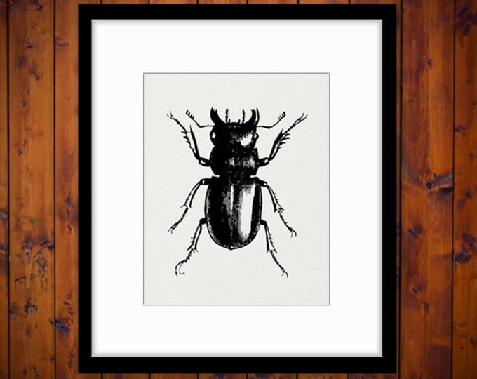 Digital Printable Beetle Download Insect Graphic Bug Illustration Image Antique Clip Art Jpg Png Eps HQ 300dpi No.3208