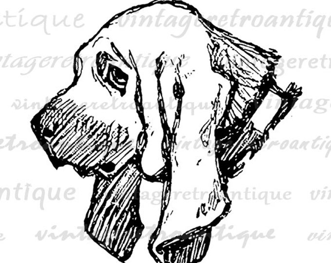 Printable Graphic English Bloodhound Dog Image Illustration Digital Download Vintage Clip Art Jpg Png Eps HQ 300dpi No.3177