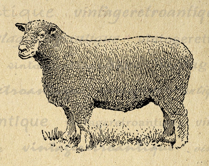 Ryeland Ram Sheep Printable Image Digital Illustration Graphic Download Vintage Clip Art Jpg Png Eps HQ 300dpi No.3260