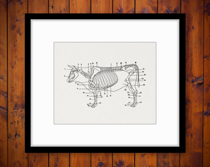 Cow Skeleton Diagram Printable Digital Graphic Download Image Illustration Vintage Clip Art for Transfers Printing etc HQ 300dpi No.1940