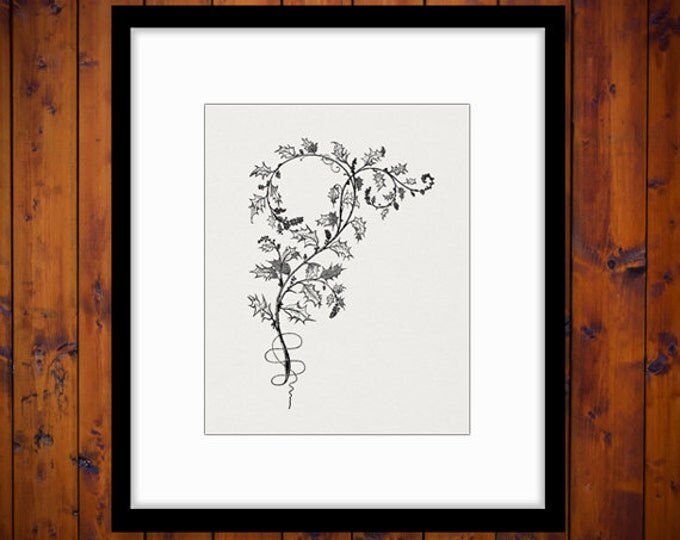 Floral Leaf Ornament Digital Graphic Download Flower Leaves Vine Printable Image Antique Clip Art Jpg Png Eps HQ 300dpi No.633