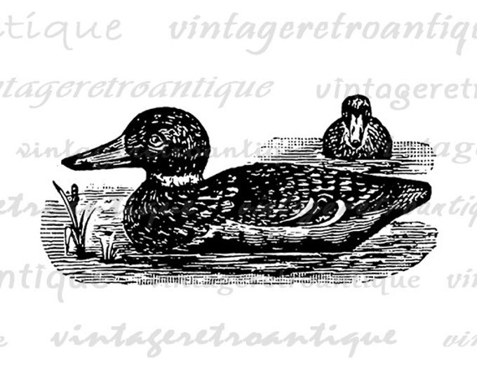 Digital Two Ducks Image Graphic Illustration Printable Download Antique Clip Art Jpg Png Eps HQ 300dpi No.1388