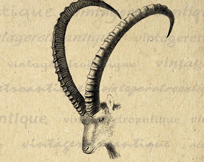 Printable Ibex Goat with Horns Graphic Image Digital Download Vintage Clip Art for Transfers etc HQ 300dpi No.486