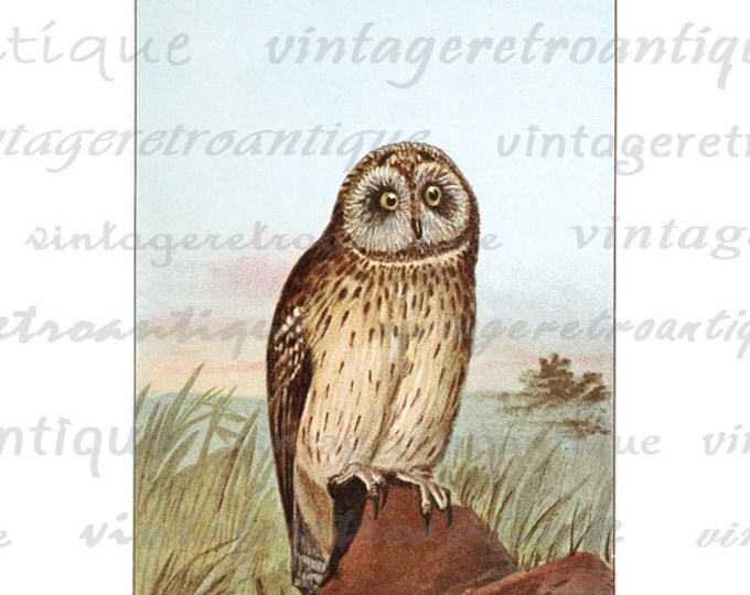 Printable Color Owl Illustration Graphic Digital Bird Image Download Antique Clip Art HQ 300dpi No.876