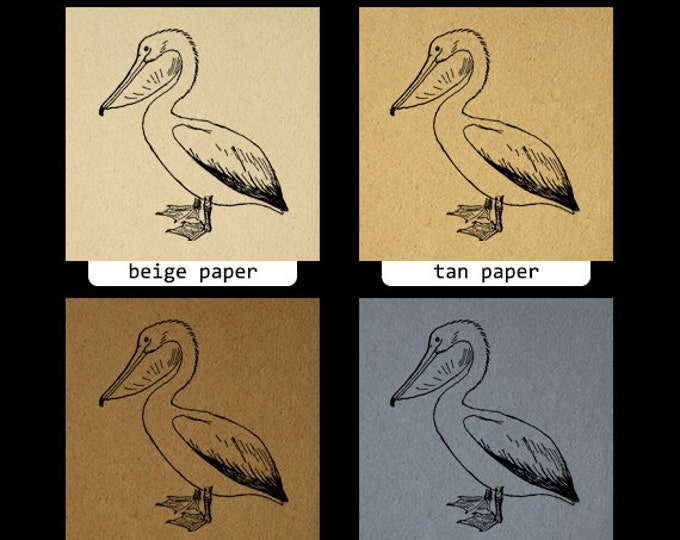 Printable Pelican Bird Image Graphic Digital Download Artwork Antique Clip Art Jpg Png Eps HQ 300dpi No.1073