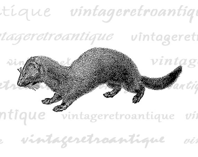 Mink Digital Image Download Printable Graphic Vintage Clip Art Jpg Png Eps HQ No.1095