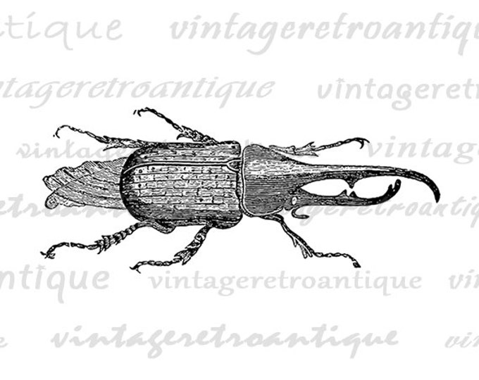 Digital Graphic Rhinoceros Beetle Image Insect Illustration Download Printable Vintage Clip Art Jpg Png Eps HQ 300dpi No.3918