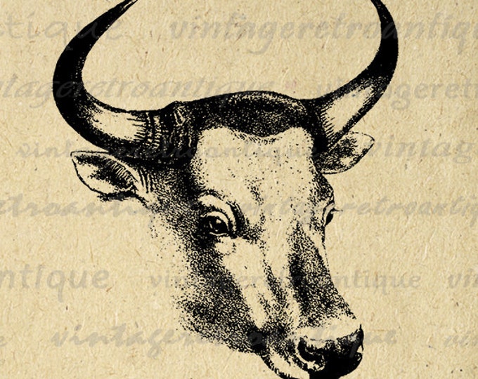 Printable Graphic Western Bull Digital Cow Steer Download Image Antique Clip Art Jpg Png Eps HQ 300dpi No.493