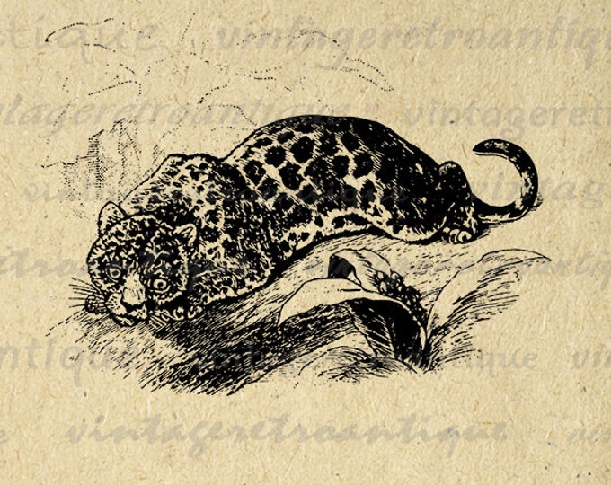 Digital Graphic Jaguar Image Cat Download Printable Vintage Clip Art Jpg Png Eps HQ 300dpi No.603