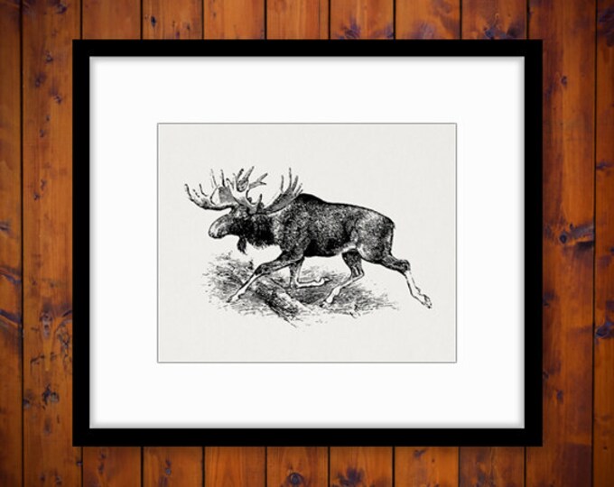 Moose Graphic Image Download Printable Digital Illustration Antique Clip Art Jpg Png Eps HQ 300dpi No.803