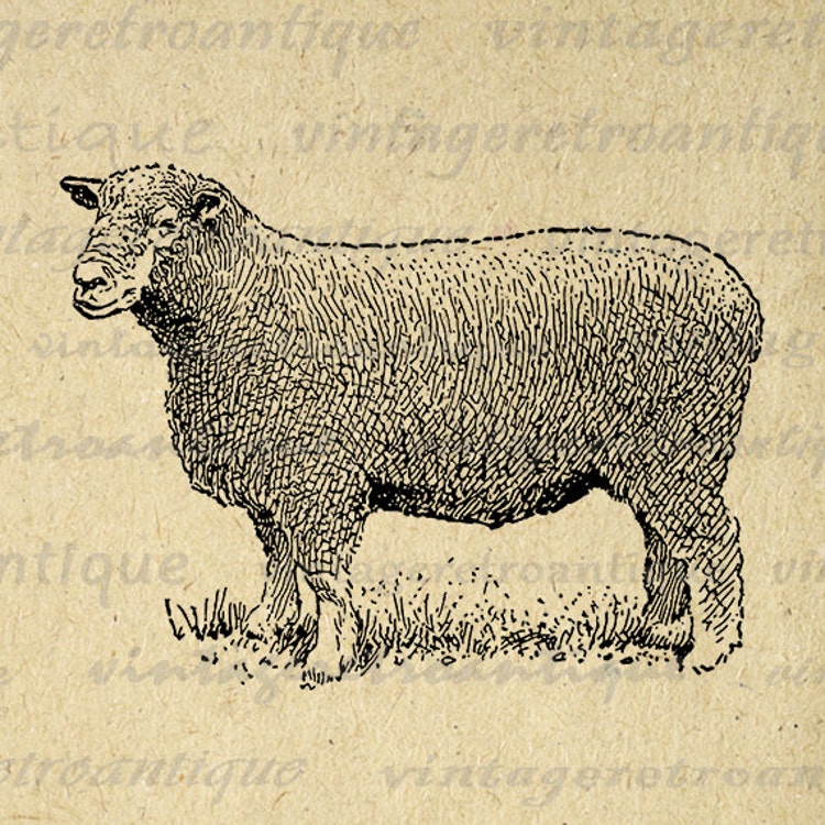 Ryeland Ram Sheep Printable Image Digital by VintageRetroAntique