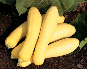 VSQS)~STRAIGHTNECK EARLY Yellow Summer Squash~Seeds~~~~~~Heirloom!